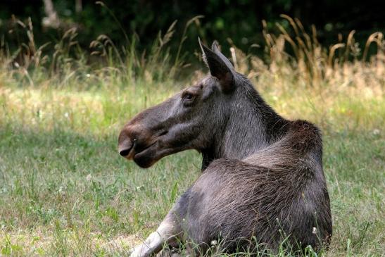 Elch Wildpark Alte Fasanerie Klein Auheim 2015