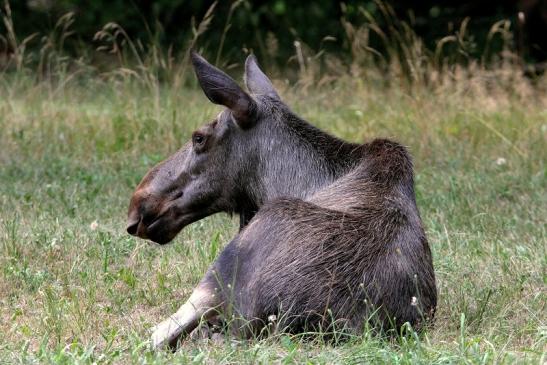 Elch Wildpark Alte Fasanerie Klein Auheim 2015