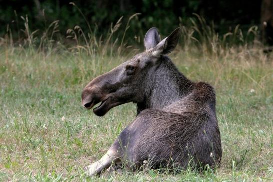 Elch Wildpark Alte Fasanerie Klein Auheim 2015