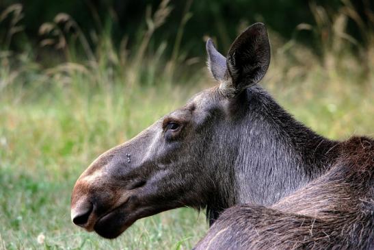 Elch Wildpark Alte Fasanerie Klein Auheim 2015