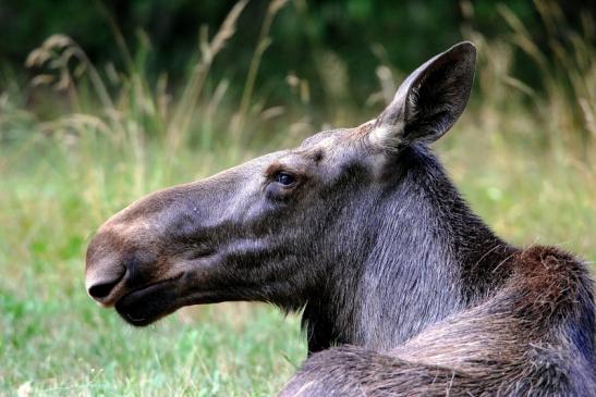 Elch Wildpark Alte Fasanerie Klein Auheim 2015