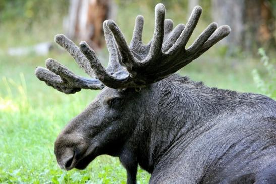 Elch Wildpark Alte Fasanerie Klein Auheim 2015