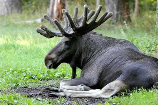 Elch Wildpark Alte Fasanerie Klein Auheim 2015