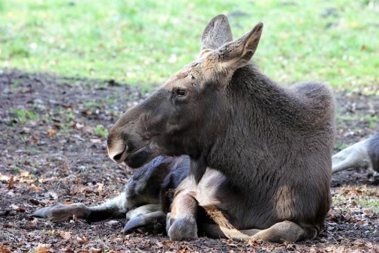 Elch Wildpark Alte Fasanerie Klein Auheim 2015