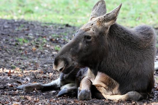 Elch Wildpark Alte Fasanerie Klein Auheim 2015