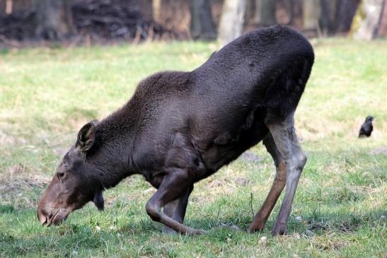 Elch Wildpark Alte Fasanerie Klein Auheim 2015