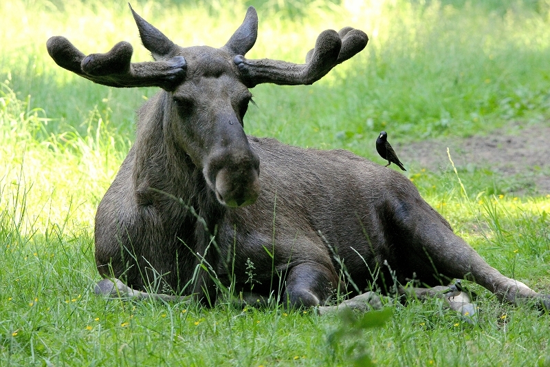 Elch mit Star Wildpark Alte Fasanerie Klein Auheim 2015