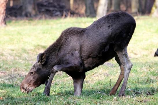 Elch Wildpark Alte Fasanerie Klein Auheim 2015