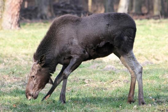 Elch Wildpark Alte Fasanerie Klein Auheim 2015