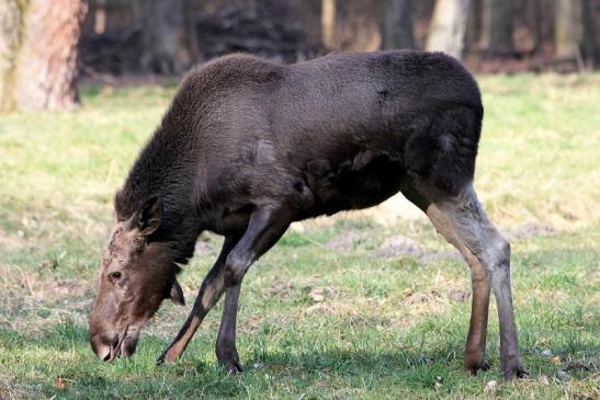 Elch Wildpark Alte Fasanerie Klein Auheim 2015