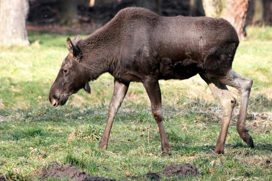 Elch Wildpark Alte Fasanerie Klein Auheim 2015