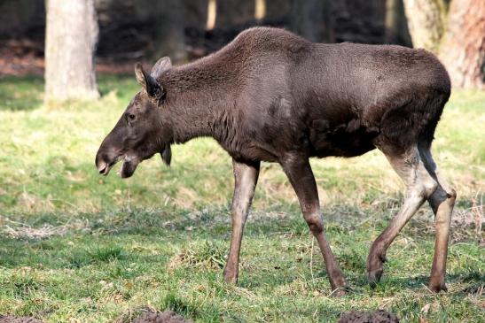 Elch Wildpark Alte Fasanerie Klein Auheim 2015