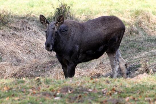 Elch Wildpark Alte Fasanerie Klein Auheim 2015