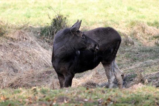 Elch Wildpark Alte Fasanerie Klein Auheim 2015