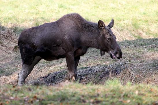 Elch Wildpark Alte Fasanerie Klein Auheim 2015