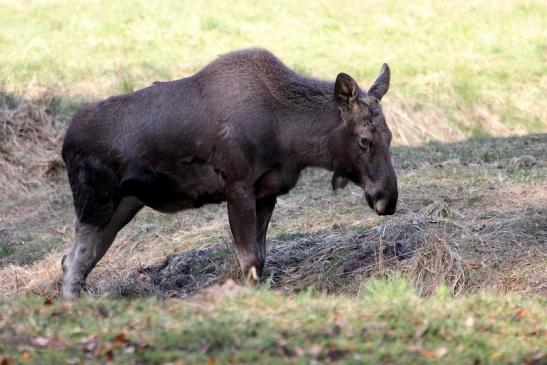 Elch Wildpark Alte Fasanerie Klein Auheim 2015