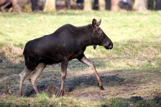 Elch Wildpark Alte Fasanerie Klein Auheim 2015