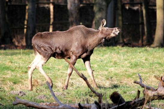 Elch Wildpark Alte Fasanerie Klein Auheim 2015