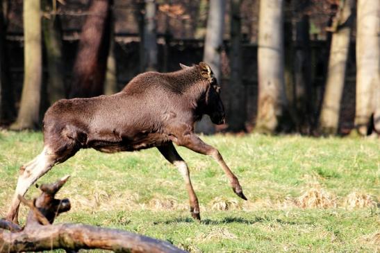 Elch Wildpark Alte Fasanerie Klein Auheim 2015