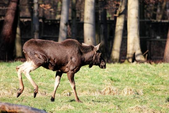 Elch Wildpark Alte Fasanerie Klein Auheim 2015