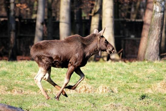 Elch Wildpark Alte Fasanerie Klein Auheim 2015