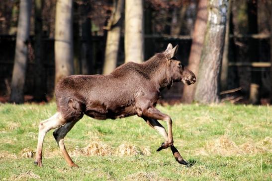 Elch Wildpark Alte Fasanerie Klein Auheim 2015