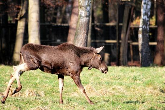 Elch Wildpark Alte Fasanerie Klein Auheim 2015