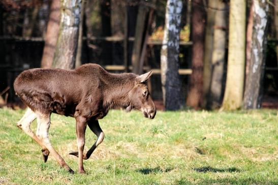 Elch Wildpark Alte Fasanerie Klein Auheim 2015