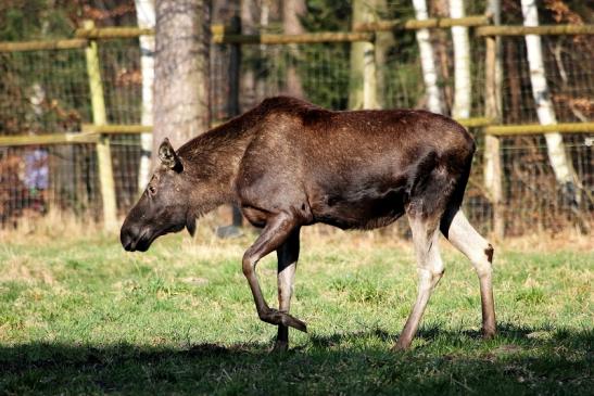 Elch Wildpark Alte Fasanerie Klein Auheim 2015