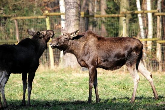 Elch Wildpark Alte Fasanerie Klein Auheim 2015