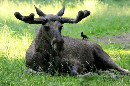 Elch mit Star Wildpark Alte Fasanerie Klein Auheim 2015