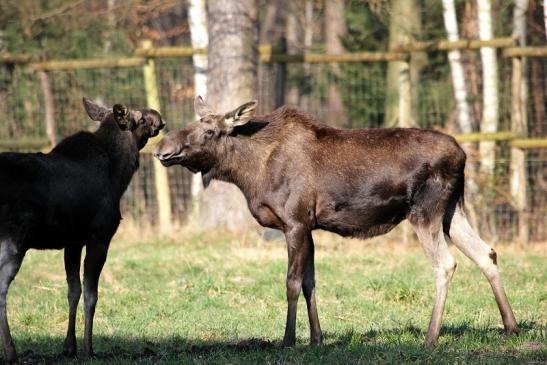 Elch Wildpark Alte Fasanerie Klein Auheim 2015