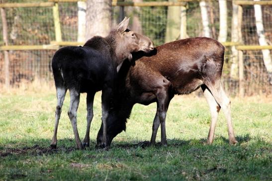 Elch Wildpark Alte Fasanerie Klein Auheim 2015