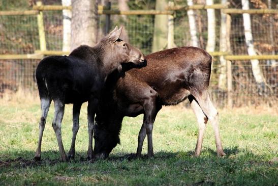 Elch Wildpark Alte Fasanerie Klein Auheim 2015