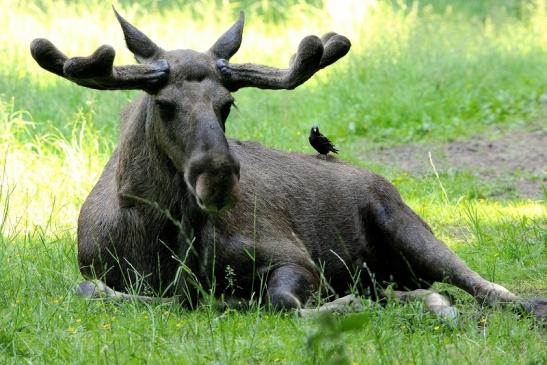 Elch Wildpark Alte Fasanerie Klein Auheim 2015