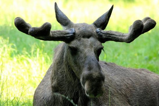 Elch Wildpark Alte Fasanerie Klein Auheim 2015