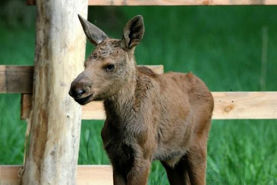 Elchkalb Wildpark Alte Fasanerie Klein Auheim 2015