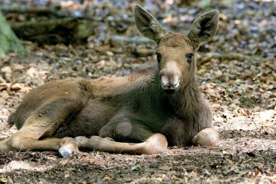 Elch Jungtier Wildpark Alte Fasanerie Klein Auheim 2016