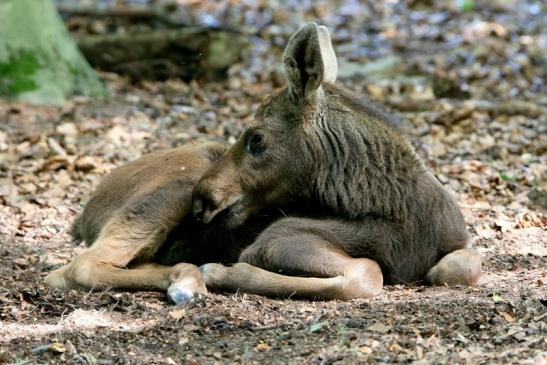 Elch Jungtier Wildpark Alte Fasanerie Klein Auheim 2016