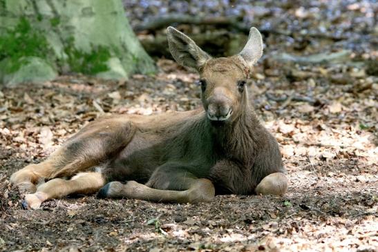 Elch Jungtier Wildpark Alte Fasanerie Klein Auheim 2016