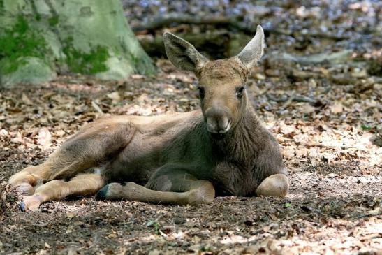 Elch Jungtier Wildpark Alte Fasanerie Klein Auheim 2016