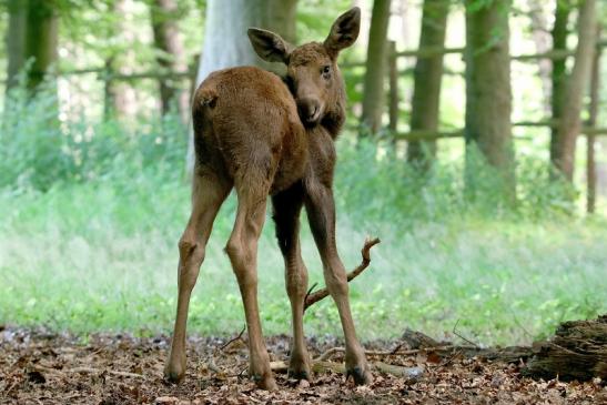 Elch Jungtier Wildpark Alte Fasanerie Klein Auheim 2016