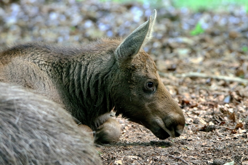 Elch Jungtier Wildpark Alte Fasanerie Klein Auheim 2016
