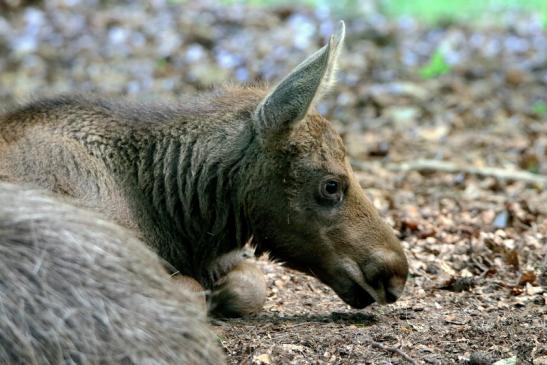 Elch Jungtier Wildpark Alte Fasanerie Klein Auheim 2016