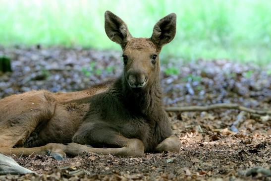 Elch jungtier Wildpark Alte Fasanerie Klein Auheim 2016