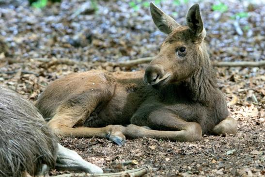 Elch Jungtier Wildpark Alte Fasanerie Klein Auheim 2016