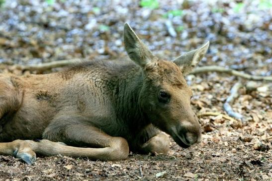 Elch Jungtier Wildpark Alte Fasanerie Klein Auheim 2016