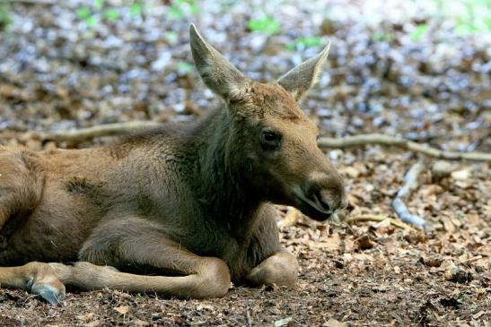 Elch Jungtier Wildpark Alte Fasanerie Klein Auheim 2016