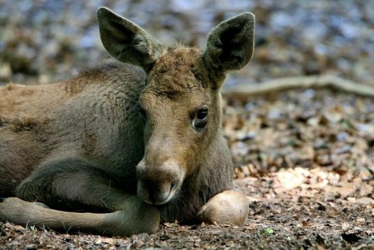 Elch Jungtier Wildpark Alte Fasanerie Klein Auheim 2016