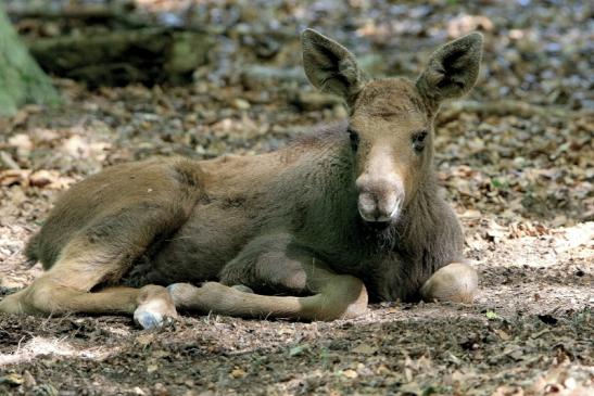 Elch Jungtier Wildpark Alte Fasanerie Klein Auheim 2016